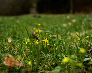 Yellow flowers that have come out of the ground waiting for spring