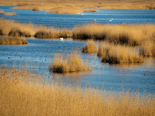 Lake Kaniera, where waterfowl and swans swim among braided reeds