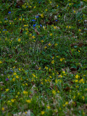 Yellow flowers that have come out of the ground waiting for spring