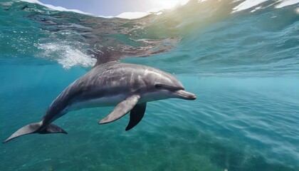 Fototapeta premium dolphin jumping out of water
