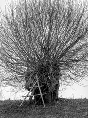 Rural landscape with an abandoned coffin frame leaning against an old willow trunk from which young branches have sprouted
