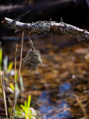 Lichen on a dead tree branch