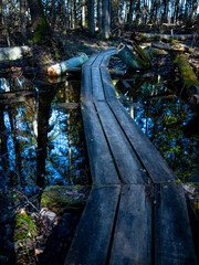Swamp footbridge on the walking path