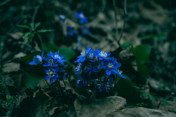 Blue flowers that have come out of the ground waiting for spring