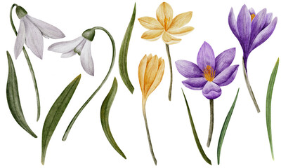 crocus and snowdrop flowers, watercolor art, isolated on white. Hand drawn botanical illustration. Elements for cards, logos, prints, wedding design. - obrazy, fototapety, plakaty