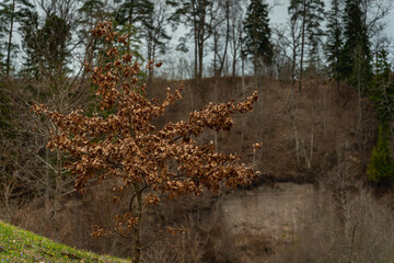 A tree waiting for spring, whose frozen autumn leaves have not yet fallen