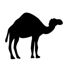Camel illustration set on white background, vector, isolated,vector illustration.