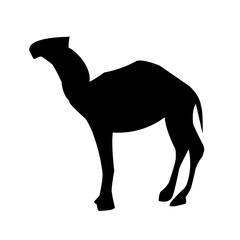 Camel illustration set on white background, vector, isolated,vector illustration.
