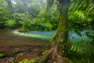 Blue river flowing through the rainforest, jungle on the banks of Rio Celeste in Costa Rica, Landscape
