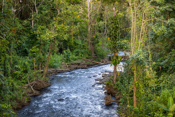 A river flowing through the jungle