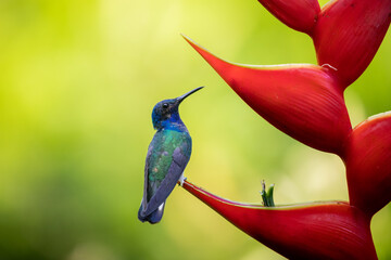 Violet-bellied Hummingbird perched on a heliconia flower