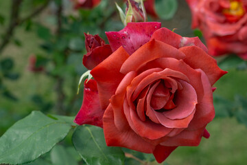 庭先に咲く赤い薔薇