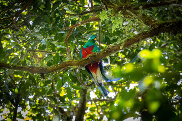 Quetzal bird sitting in a tree in the rainforest in Costa Rica, The most beautiful bird in the world