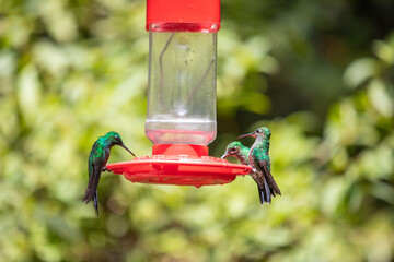 Obraz premium Hummingbirds and nectaries eat nectar from feeders
