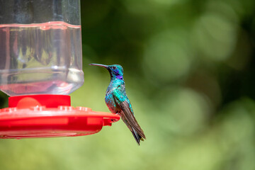 The hummingbird eats nectar from the feeders