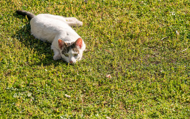 A young white - gray cat laying playfully on the green grass. Sometimes the path to happiness is so simple.