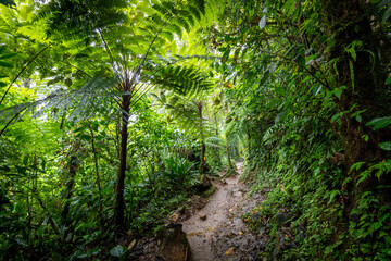 Beautiful green jungle, rainforest, Wet and mossy trees, Real nature, forest landscape, Natural environment