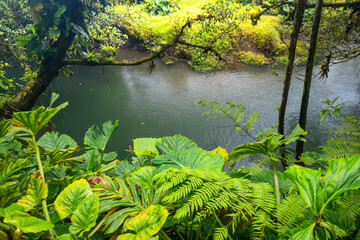 Beautiful landscape of the river flowing through the jungle