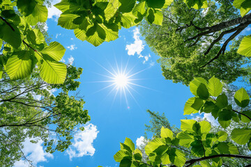 beautiful wallpaper with green tree branches and leaves in a summer forest, sky and sun