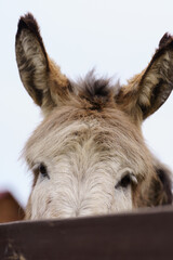 Donkey up close in a spacious pen, peacefully grazing, surrounded by wooden fencing. Vertical photo