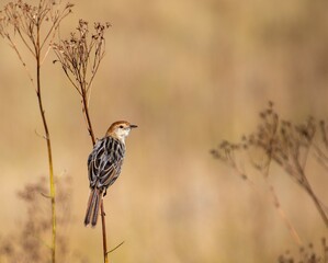 Levaillant's cisticola isolated on wild grass in the South African outdoors