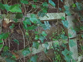 Many common ivy leaves surrounded by other leaves of various sizes on the wall