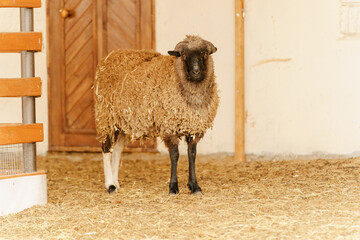 Sheep is standing proudly on a vast dry grass field in a farm setting