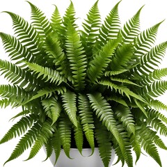 Boston Fern Nephrologist Exultate on white background