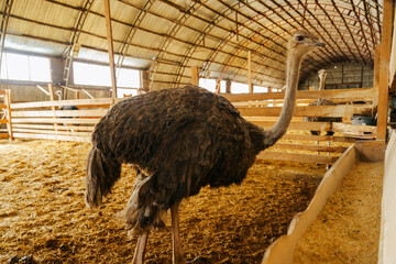 Ostrich stands tall in a spacious pen on farm, showcasing its long neck and vibrant feathers.