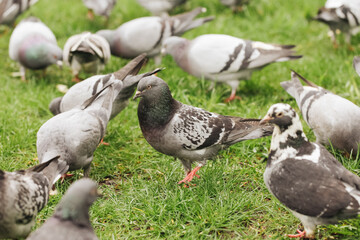 Group of pigeons background. Green grass lawn full of birds. Feeding pigeons with bread pieces. Many birds stick together in flock.