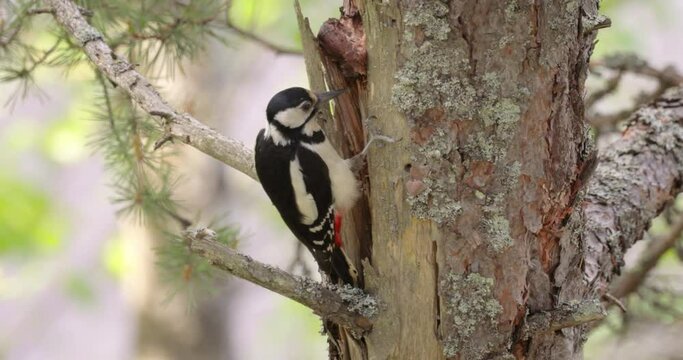 Great spotted woodpecker bird on a tree looking for food. Great spotted woodpecker (Dendrocopos major) is a medium-sized woodpecker with pied black and white plumage and a red patch on the lower belly