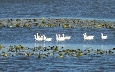 flock of ducks on the lake