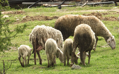 sheep and newborn lambs