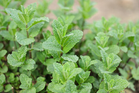 Young shoots of Moroccan mint (Genus Mentha).