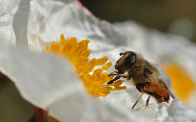 honey bees visit the flowers for the queen