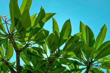 Green leaves under a clear blue sky evoke a feeling of fresh air and natural beauty, ideal for...