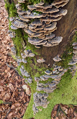 Schmetterlings-Tramete an Baumstumpf, Trametes versicolor