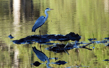 Gray Heron species heron bird waiting for its prey by the lake