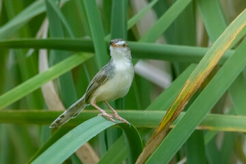 The Plain Prinia in nature