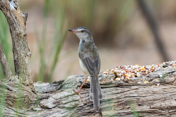 The Plain Prinia in nature