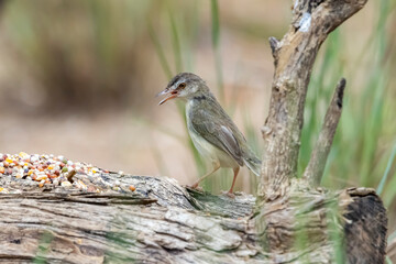 The Plain Prinia in nature