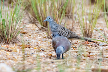 A zebra dove in nature