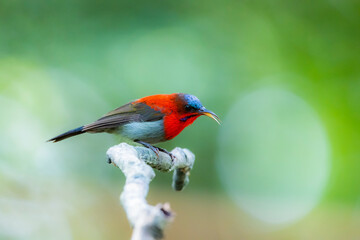 The Crimson Sunbird in nature