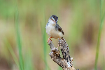 The Plain Prinia in nature