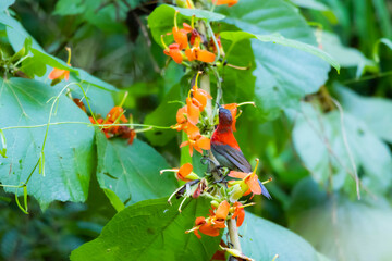 The Crimson Sunbird in nature