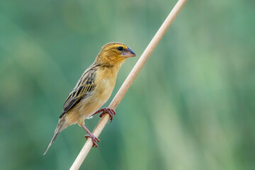 Baya Weaver in nature