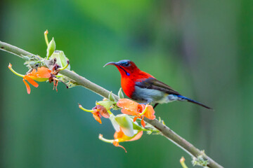 The Crimson Sunbird in nature