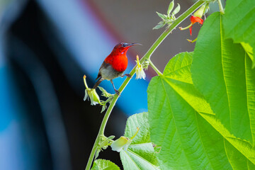 The Crimson Sunbird in nature