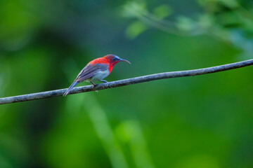The Crimson Sunbird in nature