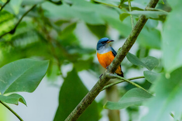 Orange-bellied Flowerpecker in nature